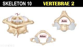 Skeleton 10  Cervical Vertebrae  Atlas  Axis  Transverse foramen  Odontoid Process [upl. by Eleen742]