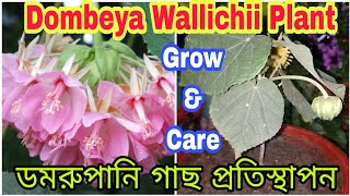 How to grow Dombeya WallichiiDomrupaniPink Ball Plantilovegardeningsoomuch733 trending viral [upl. by Yeldar]