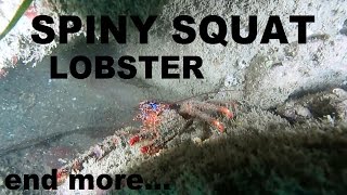 SPINY SQUAT LOBSTER and more sea life Scuba diving Ireland [upl. by Aidnama]