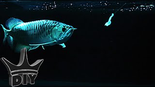 HOW TO Trick your aquarium fish into eating STEP BY STEP [upl. by Parry848]