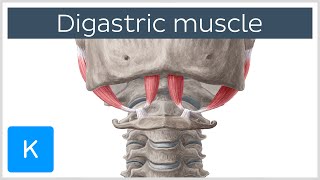 Digastric muscle  Origin Insertion Innervation amp Function  Anatomy  Kenhub [upl. by Erroll739]