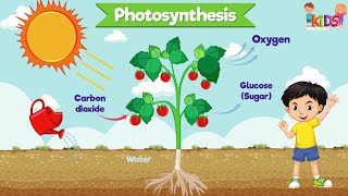 Photosynthesis for Kids  Animation video  Introduction to Photosynthesis for Children plant words [upl. by Otnicaj]