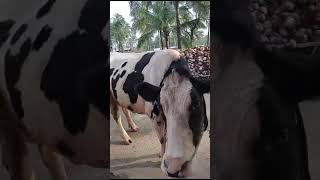 milking cow available for sale 7760415897 22ltr milk per day [upl. by Enyalb]