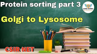 Protein transport from Golgi to Lysosome protein sorting golgi body to endosomegolgi compartment [upl. by Upshaw921]