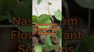 Nasturtium Flower Plant garden plantnatureviralvideo viralshorts video trending trend [upl. by Hahnke878]