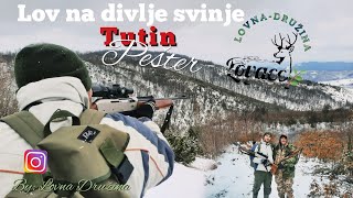 Lov na divlje svinje  TUTIN Pešter🌲 lovnadruzina [upl. by Ainnek]