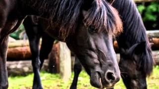 The Newfoundland Pony  with music by Piper Stock Hill [upl. by Ninos288]