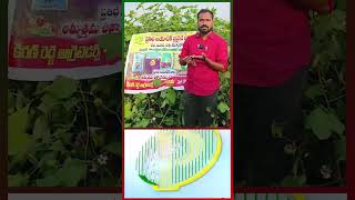 Prathiba BioTech Cotton Seeds  Cotton Farming  Best Cotton Seeds Store in Karimnagar  cottonfarm [upl. by Eibber]