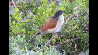 Burchells Coucal Call and Habits [upl. by Tollmann]