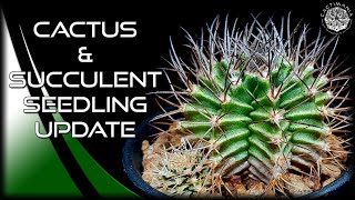 Cactus amp Succulent Seedling Update  Cacti amp Succulent Collection [upl. by Danelle]