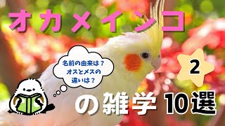 【ゆる解説】好評につき第2弾！もっと知りたいオカメインコの魅力を解説 [upl. by Ahsimet]