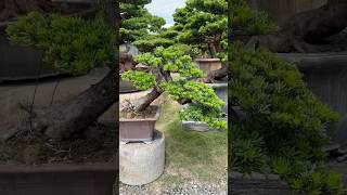 整理maintenancepruning for podocarpus Podocarpus 晶鑽羅漢松 [upl. by Anasxor]