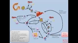 Lipids and Lipoproteins  Part 5 Overview of Lipid Transport Pathways [upl. by Nyvets493]