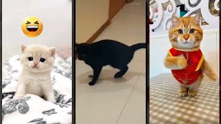 Funny Pets 😻 Cat Fails 🐕 FunnyCats Part 8270 [upl. by Sakmar]