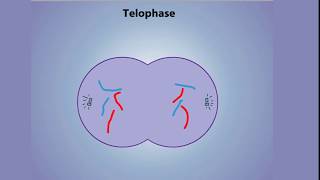 Stages of Mitosis  Prophase Prometaphase Metaphase Anaphase amp Telophase [upl. by Issej425]