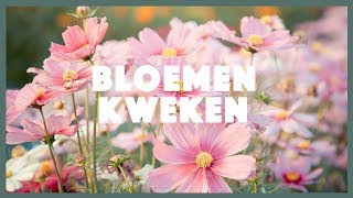 Eenjarige bloemen kweken makkelijke en snelle tips I Angelo Dorny [upl. by Anabel127]