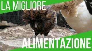 ALIMENTAZIONE GALLINE  IL MANGIME MIGLIORE [upl. by Wootan668]