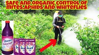 How to Eliminate Mites Aphids and Whiteflies  Cheap and Effective [upl. by Mcgray]