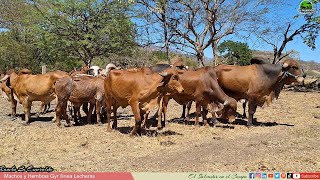 Nuevo Lote recien traido genetica Gyr LecheroEl Salvador en el Campo [upl. by Hedges]