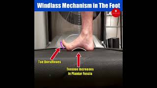 Windlass Mechanism in the Foot [upl. by Irt]