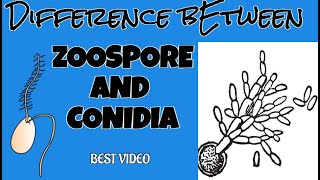 DIFFERENCE BETWEEN ZOOSPORE AND CONIDIA  MICROBIOLOGY Learning bsc  Bsc 1st year [upl. by Eimaj]