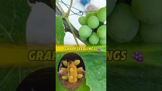 Grape seedling idea 🍇 আঙ্গুর থেকে গাছ সংগ্রহ ⁉️ shots gardening grape shots roofgardenseed [upl. by Sisi322]