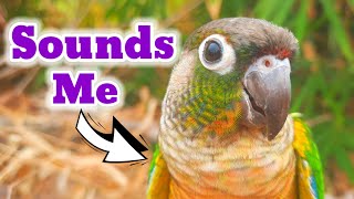 pyrrhura molinae conure parrot natural SOUNDS My bird is happy when it sings animal sounds Pyrrhura [upl. by Orly]