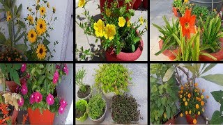 Summer seasonal Flowering🌸🏵🌸🌻🌻🌼🌻🌼 amp non flowering plants 2 April 2019 [upl. by Petta12]