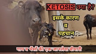 Ketosis in Cattle  कीटोसिस क्या है  पहचान व कारण  पशुओं की एक जानलेवा बीमारी 👍 pet vet town [upl. by Alrich]