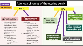 Endocervical Lesions [upl. by Phenice557]