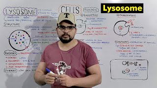 Lysosome  Suicide bag of Cell Structure and Function of Lysosome Detailed Series [upl. by Blondell]