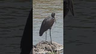 Openbilled Stork krugernationalpark birds shorts wildlife [upl. by Bobby]