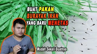 Buat pakan ikan yang baru menetas  Mudah Sekali [upl. by Ahsias]