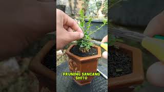 Pruning bonsai shito bonsai bonsaiideas bonsaiart bonsaitree bonsaiplant bonsaishito tanaman [upl. by Arved]