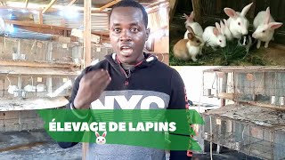 COMMENT DÉBUTER LELEVAGE DE LAPIN [upl. by Noiwtna812]