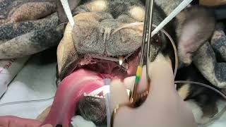 Temporary palatopexy procedure for brachycephalic obstructive airway crisis in dogs [upl. by Garratt]