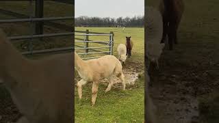 Alpacas Adorably Jump Over Puddle 🤣🦙🌧 [upl. by Darcie]