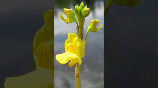 Bladderwort  carnivorous plants that eat animals [upl. by Kenison]