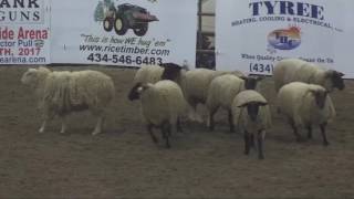 True Grit Extreme Bull Bash pt 2 Mutton Bustin [upl. by Kristien742]