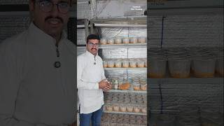 Cordyceps Militaris Mushroom Farming amp Product By Indian 😱 ytshorts shorts [upl. by Marcel461]