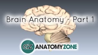 Basic Parts of the Brain  Part 1  3D Anatomy Tutorial [upl. by Lotsyrk]