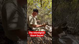 Interdigital gland secret whitetailbucks hunting deerhunting wildlife bowhunting deer [upl. by Kamillah456]