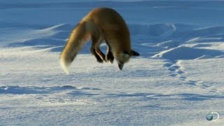 Fox Dives Headfirst Into Snow  North America [upl. by Arnelle]