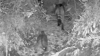 Mamá gata montés Felis silvestris y su cachorro suben por una pequeña rampa que sale del río 119 [upl. by Enneite]