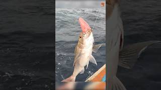 Catching Rosy Snapper in the Deep Sea fishing fishingvideo oceanfishing [upl. by Enailil41]