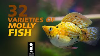 molly fish varieties with name  32 types of molly fish [upl. by Reffotsirhc990]