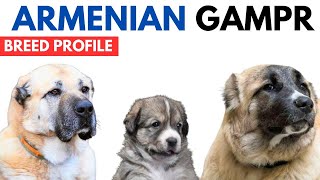 Armenian Gampr Dog Breed Profile History  Price  Traits  Armenian Gampr Dog Grooming Needs [upl. by Eemak]