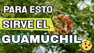 🟢 Propiedades Y Beneficios Del Guamuchil Fruta Dulce Payandé Pinzán Chiminango 👨‍🌾 [upl. by Norehs]