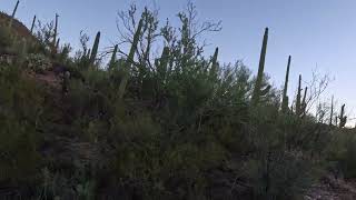 Cacti scenery on the Brown Mountain trail in Gilbert Ray campground [upl. by Pincas851]