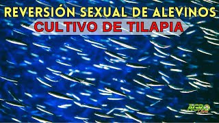 PRODUCCIÓN DE ALEVINOS Semillas y Reversión Sexual [upl. by Naliorf]